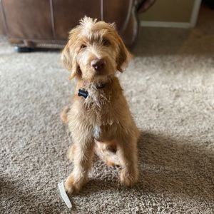 Meet your Posher, Victoria